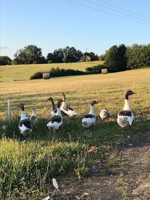 « Le Vieux Hangar » Gite A La Ferme Truffe المظهر الخارجي الصورة